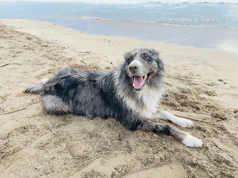 A Guide To Planning Your Pet’s First Trip To The Montrose Dog Beach