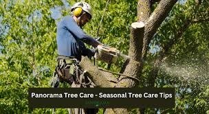 Seasonal Tree Care Tips from Expert Arborists