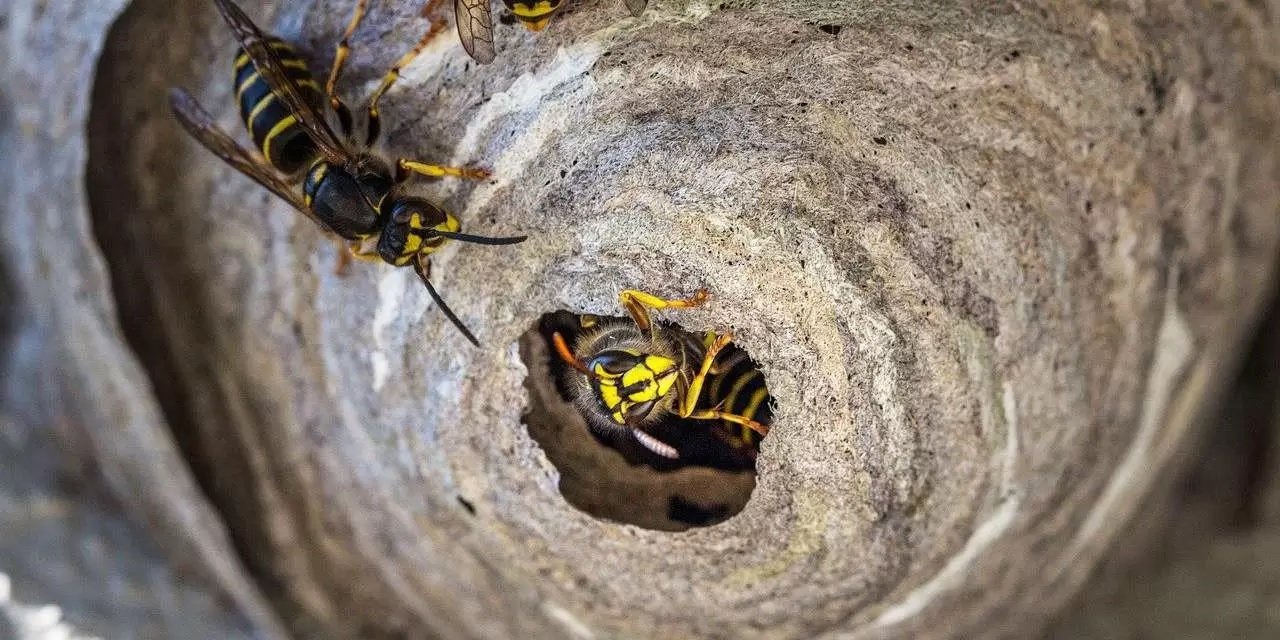 How To Get Rid of Wasp Nest And When Should You Contact The Professionals?