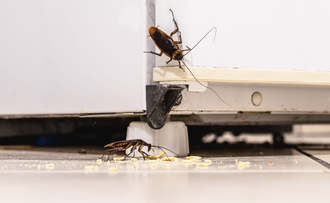 The Ultimate Guide to Cockroach Prevention in Burke: Keeping Your Home Pest-Free